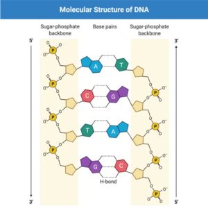 What is Nucleic Acid? Definition, Types, & Structure