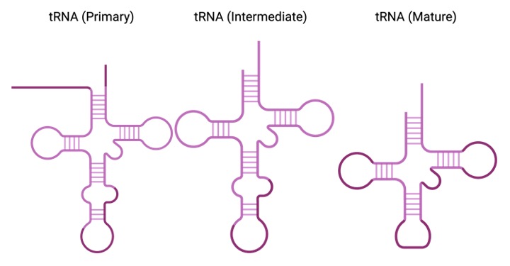 tRNA, tRNA Function, What is tRNA,1