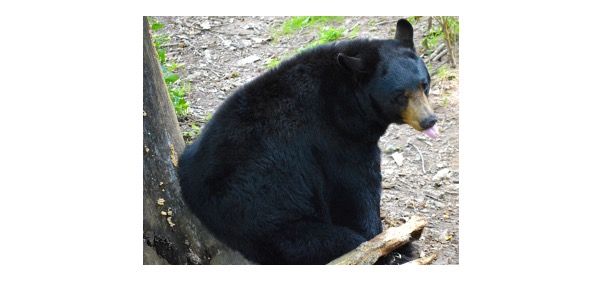 Read more about the article American Black Bear: Description, Distribution, & Fun Facts