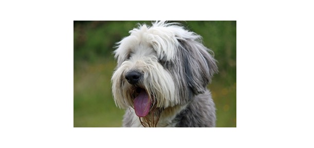 Read more about the article Bearded Collie: Description, Distribution, & Fun Facts