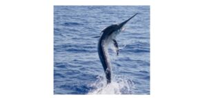 Read more about the article Black Marlin: Description, Distribution, & Fun Facts
