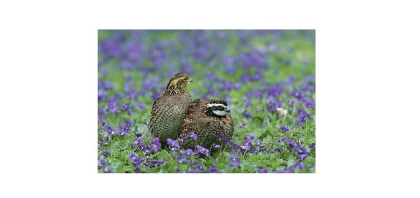 Read more about the article Bobwhite Quail: Description, Distribution, & Fun Facts