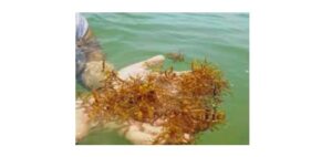 Read more about the article Brown Algae: Definition, Types, and Examples