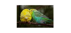 Read more about the article Budgie: Description, Distribution, & Fun Facts