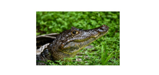 Read more about the article Caiman: Description, Distribution, & Fun Facts