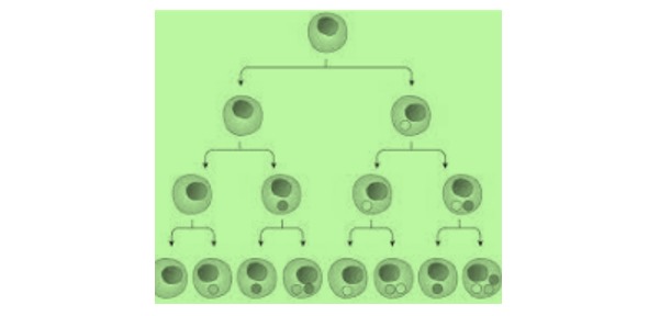 Read more about the article Cell Differentiation: Definition, Types, and Examples