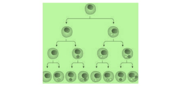 Cell Differentiation