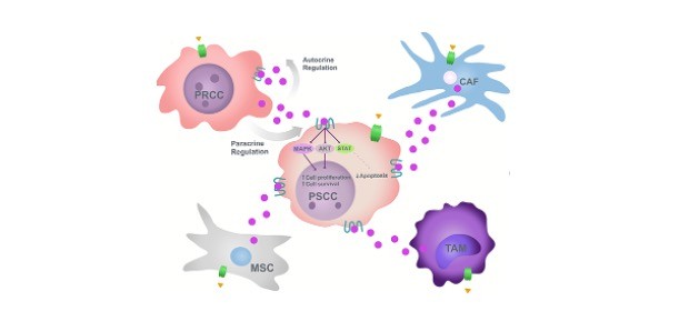 Read more about the article Chemokines: Definition, Function, and Examples