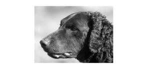 Read more about the article Curly Coated Retriever: Description & Fun Facts