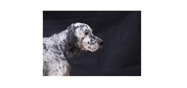 Read more about the article English Setter: Description, Distribution, & Fun Facts