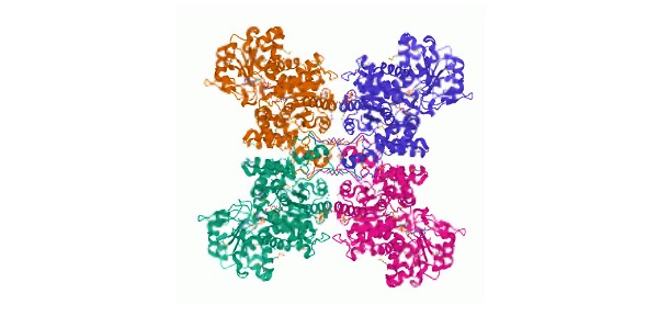 Enzyme Structure