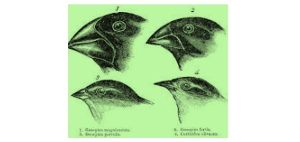 Read more about the article Examples of Natural Selection: Darwin’s Finches