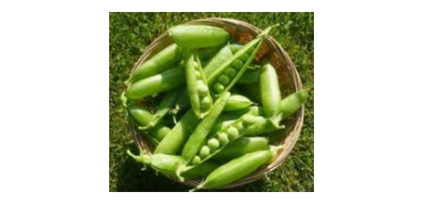 Read more about the article Legumes: Definition, Types, and Examples