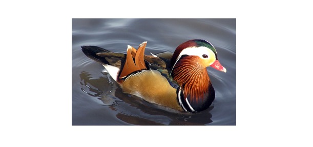 Read more about the article Mandarin Duck: Description, Distribution, & Fun Facts