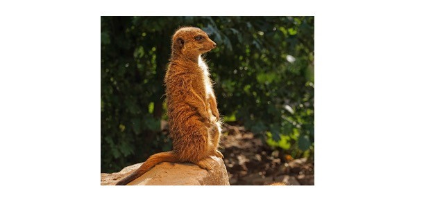 Read more about the article Mongoose: Description, Distribution, & Fun Facts