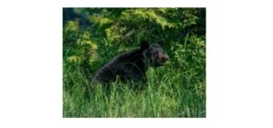Read more about the article Moon Bear: Description, Distribution, & Fun Facts