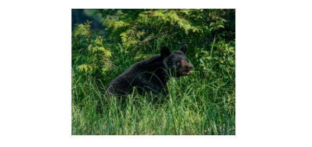 Read more about the article Moon Bear: Description, Distribution, & Fun Facts