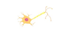 Read more about the article Nerve Cells: Definition, Function, and Examples