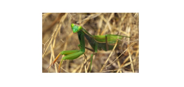 Read more about the article Praying Mantis: Description, Distribution, & Fun Facts