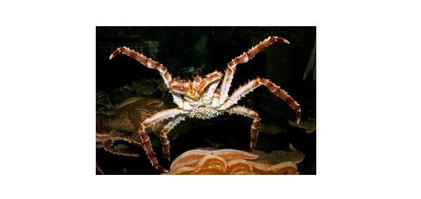 Read more about the article Red King Crab: Description, Distribution, & Fun Facts