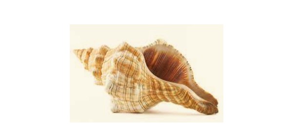 Read more about the article Seashell: Definition, Types, and Examples