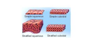 Read more about the article Simple Squamous Epithelium: Definition, and Examples