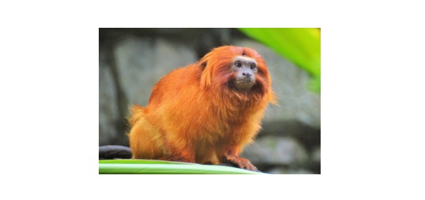 Read more about the article Tamarin: Description, Distribution, & Fun Facts
