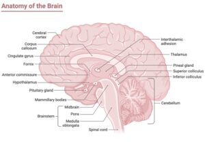 Thalamus: Definition, Function, and Location I NotesBard