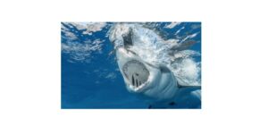 Read more about the article Tiger Shark: Description, Distribution, & Fun Facts