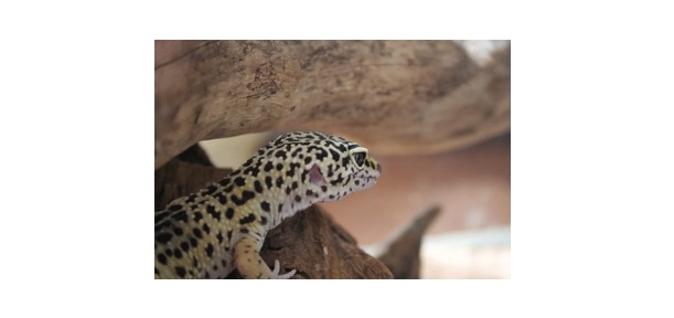 Tokay Gecko