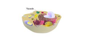 Read more about the article Vacuole: Definition, Function, and Examples