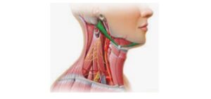 Read more about the article Digastric Muscle: Definition, Types, and Examples