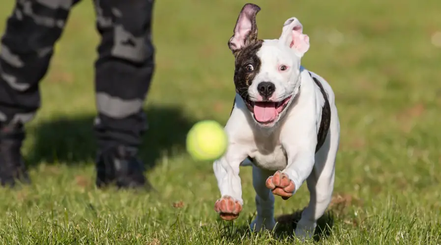 American Bulldog