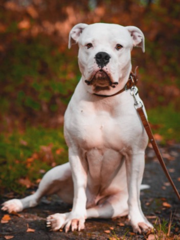 American Bulldog