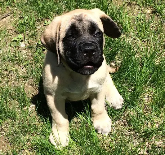 Baby English Mastiff