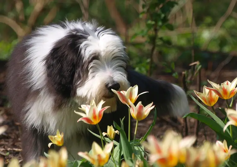 Bearded Collie