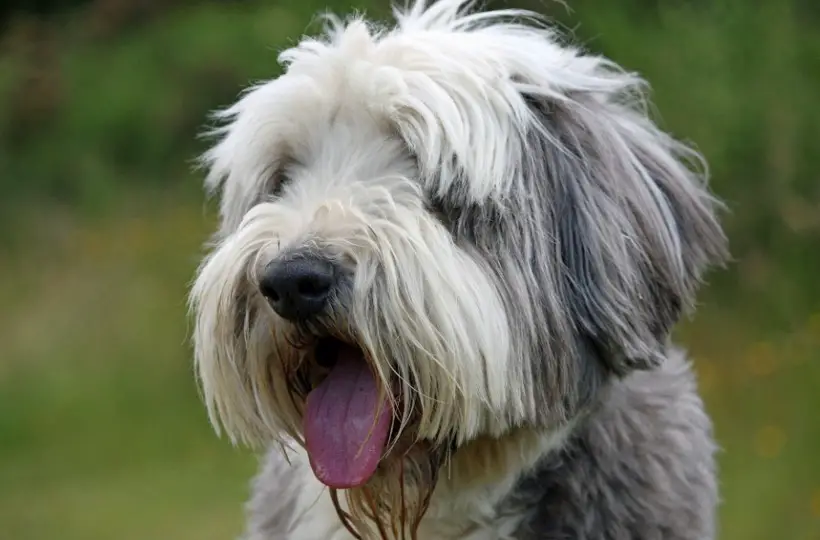 Bearded Collie