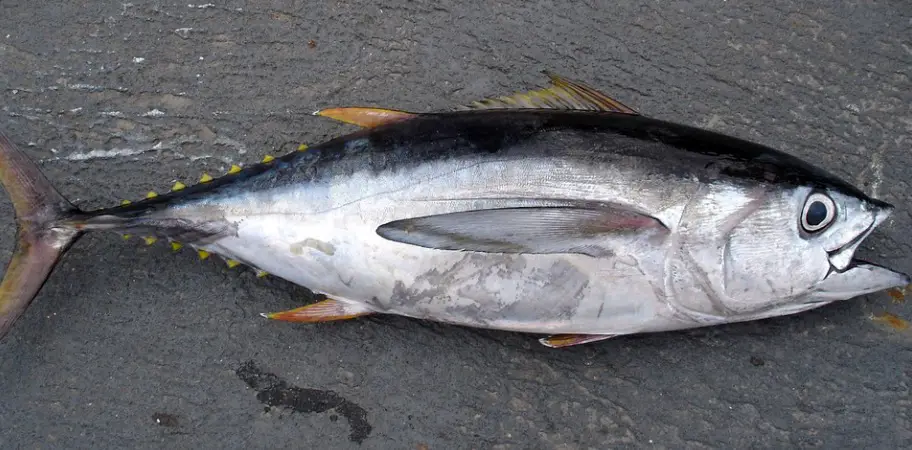 Bigeye Tuna