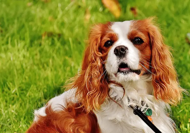 Cavalier King Charles