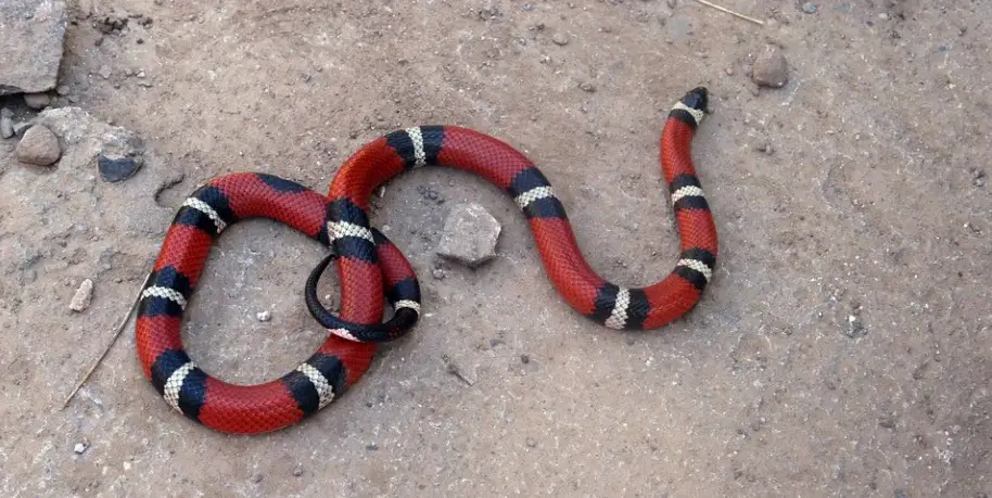 Coral Snake