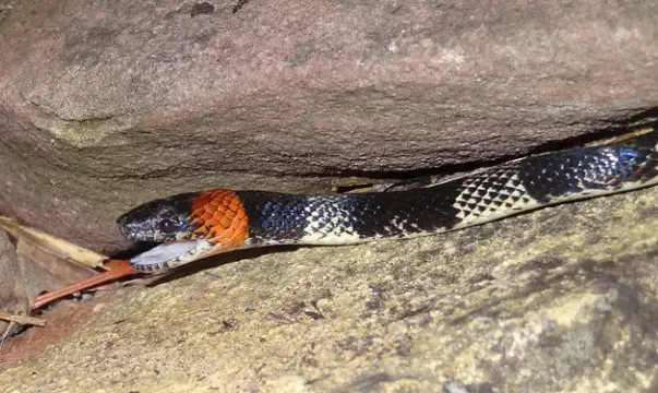 Coral Snake