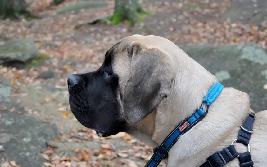 English Mastiff