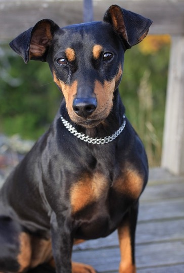 German Pinscher