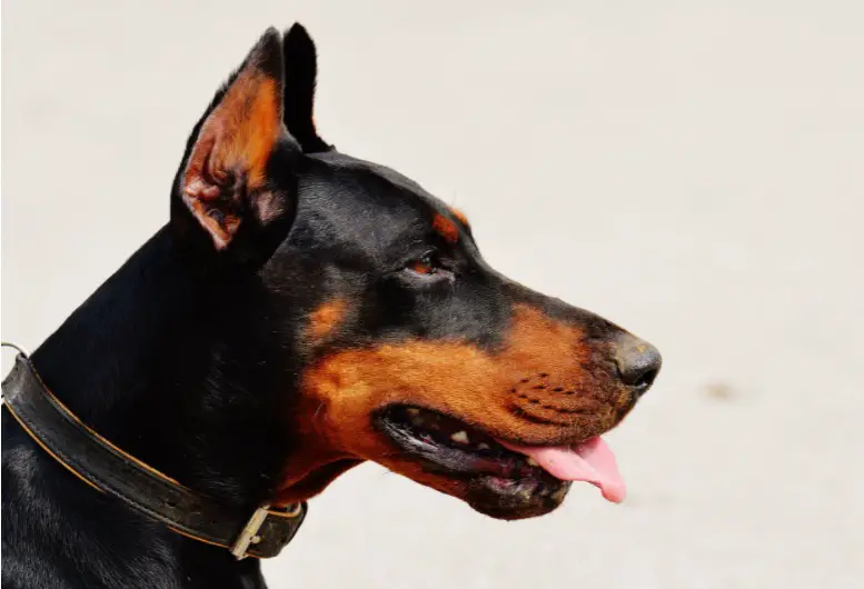 German Pinscher