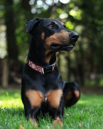 German Pinscher