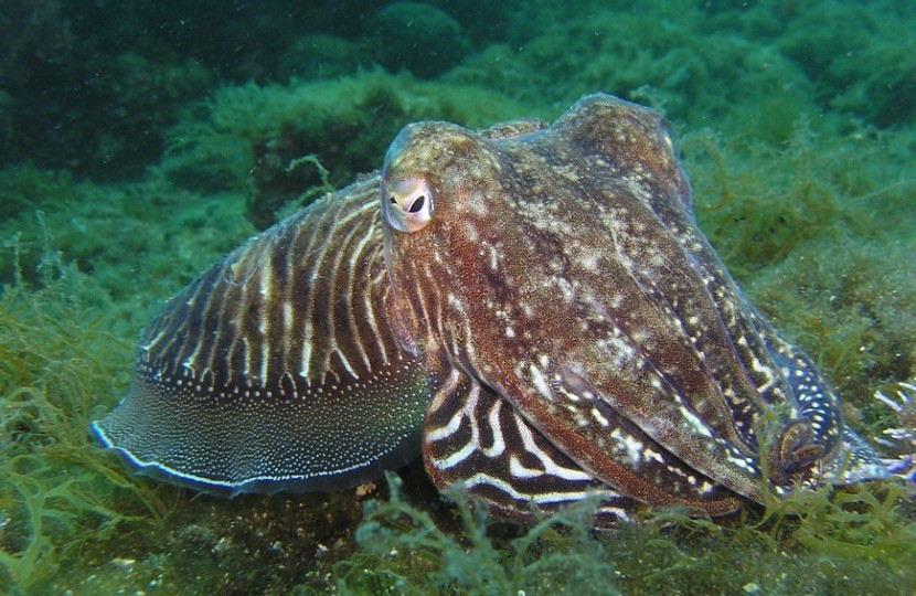 Giant Squid 1