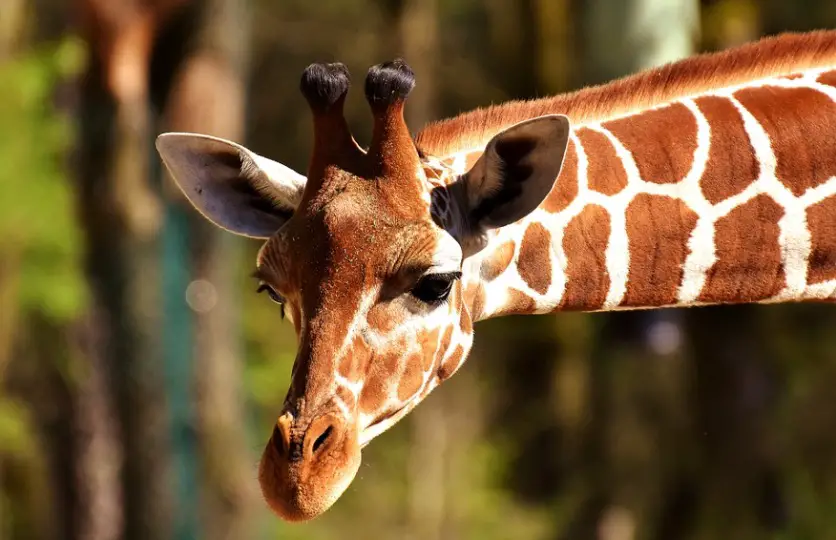 Giraffe