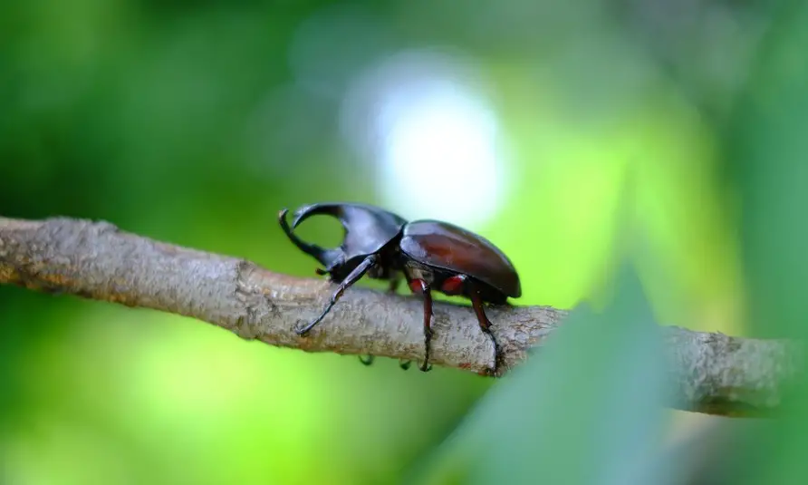 Hercules Beetle