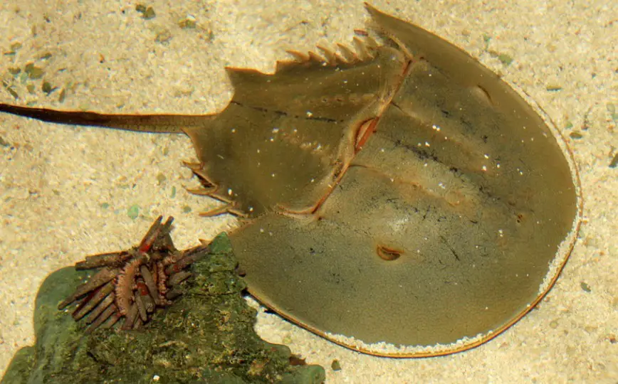 Horseshoe Crab