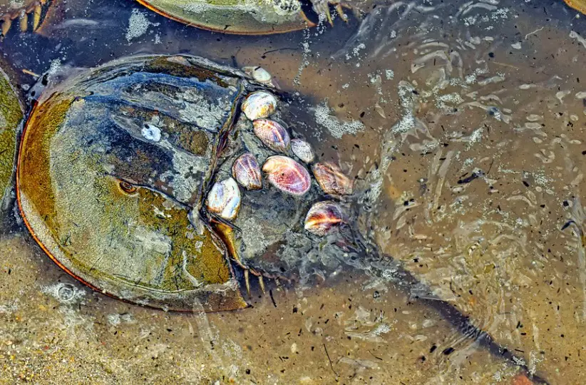 Horseshoe Crab